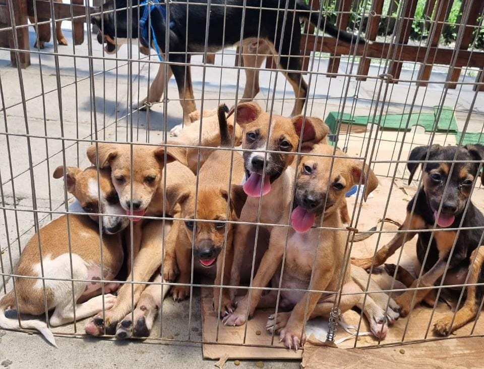 Abandono de animais aumenta no verão e Prefeitura reforça ações de combate em Paranaguá